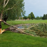 Fallen Tree at Rose Creek due to Thunderstorm
